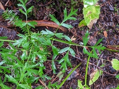 Ligusticum grayi
