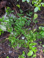 Ligusticum grayi