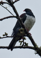 Hemiphaga novaeseelandiae