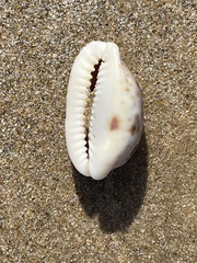 Naria erosa