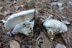 Catathelasma ventricosum