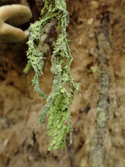 Chaenotheca furfuracea