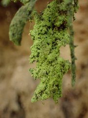 Chaenotheca furfuracea