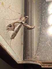 Lineodes integra
