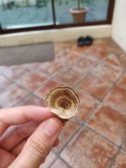 Microporus xanthopus