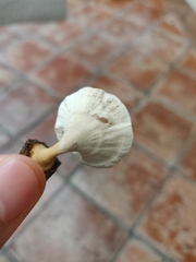 Microporus xanthopus