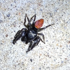 Phidippus carneus