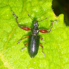 Naupactini