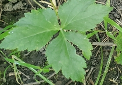 Cryptotaenia canadensis