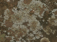 Physcia thomsoniana
