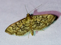 Herpetogramma pertextalis