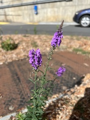 Linaria