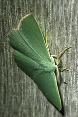 Prasinocyma semicrocea