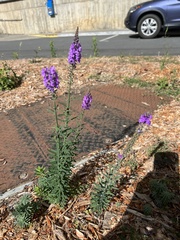 Linaria