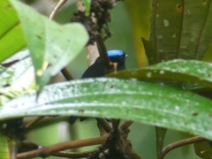 Lepidothrix velutina