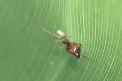 Coleosoma