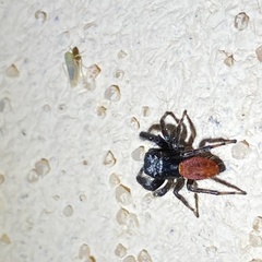 Phidippus carneus