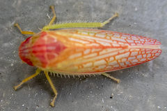 Gyponana gladia