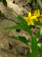 Helianthus microcephalus