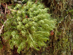 Dicranum fuscescens