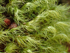 Dicranum fuscescens
