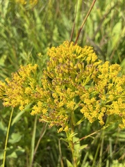 Solidago ohioensis