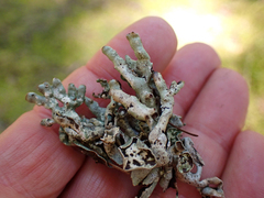 Hypogymnia imshaugii