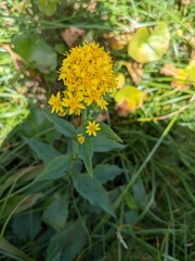 Solidago decurrens
