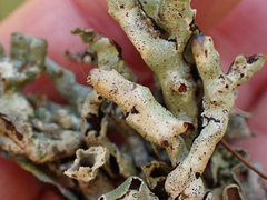 Hypogymnia imshaugii