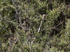 Selasphorus calliope