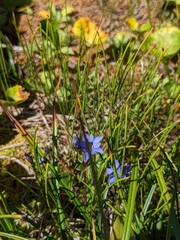 Gentiana nipponica