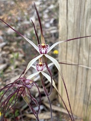 Caladenia polychroma