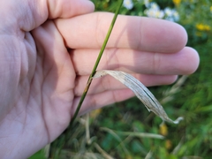 Elymus repens