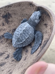 Lepidochelys olivacea