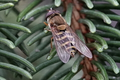 Syrphus torvus