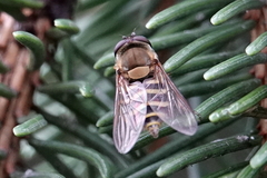 Syrphus torvus