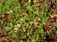Sagina procumbens