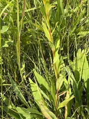 Solidago ohioensis