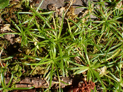 Sagina procumbens