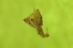 Uloborus