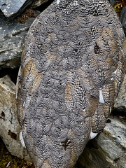 Lagopus leucura