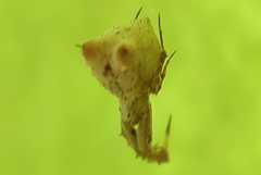 Uloborus