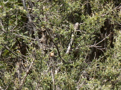 Selasphorus calliope