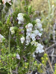 Erica glomiflora