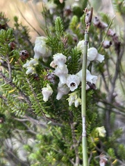 Erica glomiflora