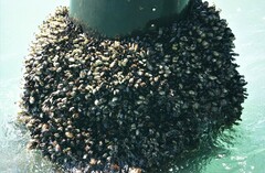 Mytilus californianus