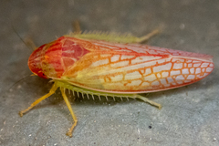 Gyponana gladia