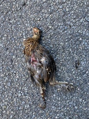 Syrmaticus soemmerringii