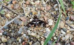 Exoprosopa caliptera