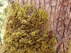 Homalothecium nuttallii